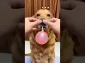 Download Lagu balloon Pumping challenge #shorts