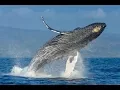 WHALES ARE NOT FISH What Are Whales EXPLAINED Must Watch