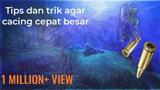 cacing versi dj te molla