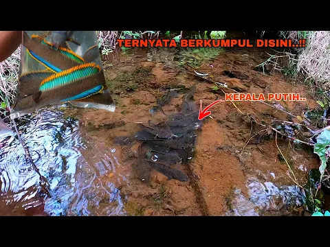 Download MP3 ANEH SEKALI..!! Ternyata Banyak Channa Limbata Ditempat Seperti Ini || Mancing Ikan Channa Limbata