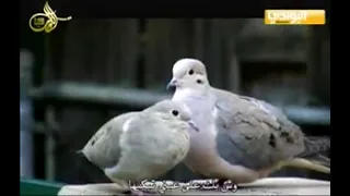 يا ذا الحمام اللي سجع بلحون محمد عبده 