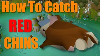 How to Hunt Red Chinchompas in 2 Minutes Or Less osrs