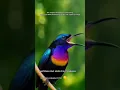 Download Lagu De roep van de koperkeelzonnevogel | Koning Konin Gacor schiet