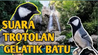 Download SUARA ANAKAN BURUNG GELATIK BATU NYERECET  MEMANGGIL INDUKAN@bang bhulux MP3