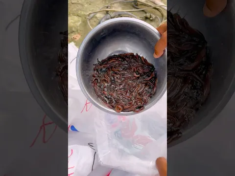 শিং মাছের পোনা #fish #fishing