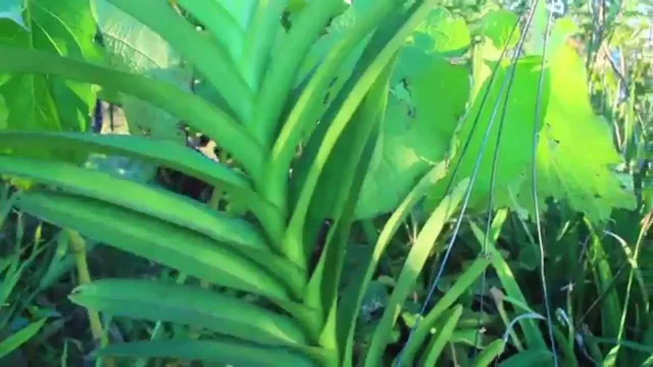 HUGE VANDA PROPAGATION AND ORCHID UPDATES