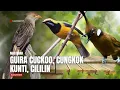 Lagu 🔴 Masteran Tembakan Burung Guira Cuckoo, Cungkok Isian Kunti, Cililin Kasar ‼️