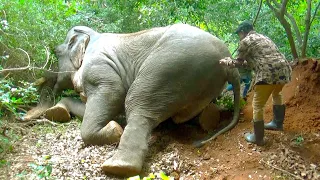 Injured Young Tusk Elephant Rescued After Illegal Trap Gun Blast | Treatment & Rescue #elephant