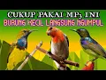 Download Lagu Suara Pikat Burung Kecil Liar Ribut||Korlap, Sogon Dan Kemade