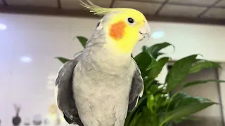 تغريد كوكتيل  أنغام الصباح بصوت الطيور                                                            دندنها