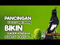 PANCINGAN KACER NGEPLONG SANTAI BIKIN KACER MACET MALAS BUNYI, BAHAN LANGSUNG NYAUT GACOR, AMPUH !