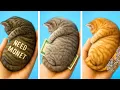 Download Lagu 🐾 ANJING vs KUCING: PERTARUNGAN RUANG RAHASIA TERBAIK! 🏡