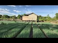 Download Lagu MENANTI PANEN! KEBUN DAUN BAWANG PAK SUDIWANI MAKIN SUBUR! CERITA PETANI RANTAU LAHAN TRANSMIGRASI