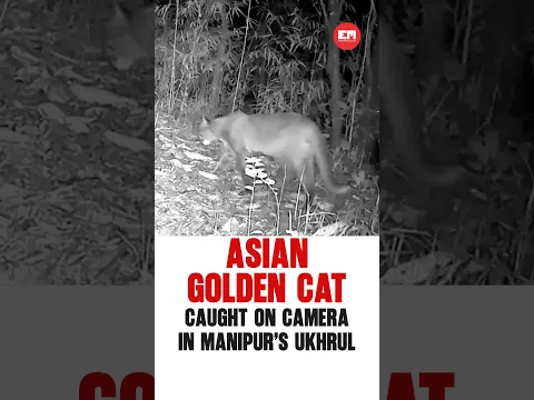 Asian golden cat captured for the first time in Manipur’s Shirui hills #manipur #wildlife #goldencat