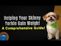 Helping Your Skinny Yorkie Gain Weight A Comprehensive Guide