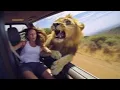 Lagu 7 Momen Menakutkan Ketika Pengunjung Taman Safari Lupa Mengunci Pintu Mobilnya