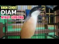 Download Lagu suara pancingan CENDET GACOR full variasi isian yang BIKIN CENDET malas bunyi langsung ikutan NYAUT