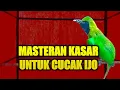 Lagu Masteran cucak ijo full isian menaikan emosi dan tembak an panjang bongkar materi