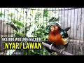 Download Lagu KOWUL GACOR MENCARI LAWAN
