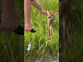 Download Lagu Een babyhert aaien | #hert #viralhog #dieren #viraal #wildlife #ytshorts #hert #schattig #petlover
