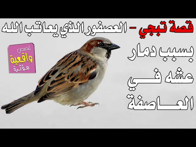 ⁣قصة حقيقية تبجي - قصة العصفور الذي يعاتب الله بسبب العاصفة الذي هدمت عشة ثم رد الله عليه برد جميل