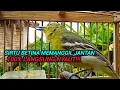 SIRTU BETINA GACOR MEMANGGIL JANTAN AGAR BUNYI 100% NYAUT