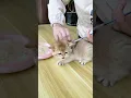 Download Lagu How To Vaccinate A Kitten#shorts