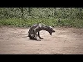 Download Lagu Seekor anjing liar yang terabaikan tinggal di dekat tempat pembuangan sampah, kurus kering seperti kelelawar, tidak ada yang mau mendekat.
