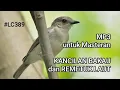 Download Lagu MP3 untuk Masteran Isian dan Pancingan Burung Kancilan Bakau, Remetuk Laut