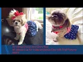 Our Shih Tzu and Furbaby Rescue Family Celebrates the 4th of July