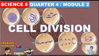 Cell Division : Mitosis and Meiosis, Grade 8  Science Quarter 4 Module 2