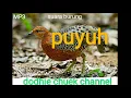 Download Lagu Mp3. 1 jam nonstop,suara burung PUYUH HUTAN cocok buat pikat.