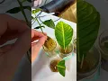 Download Lagu Cloning hydroponic lemon tree again :D #lemon #hydroponics