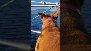 Ice Dog #sailinglife #dog