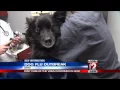 Ohio could have case of dog flu