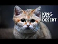 Lagu Sand Cat: The King of the Desert