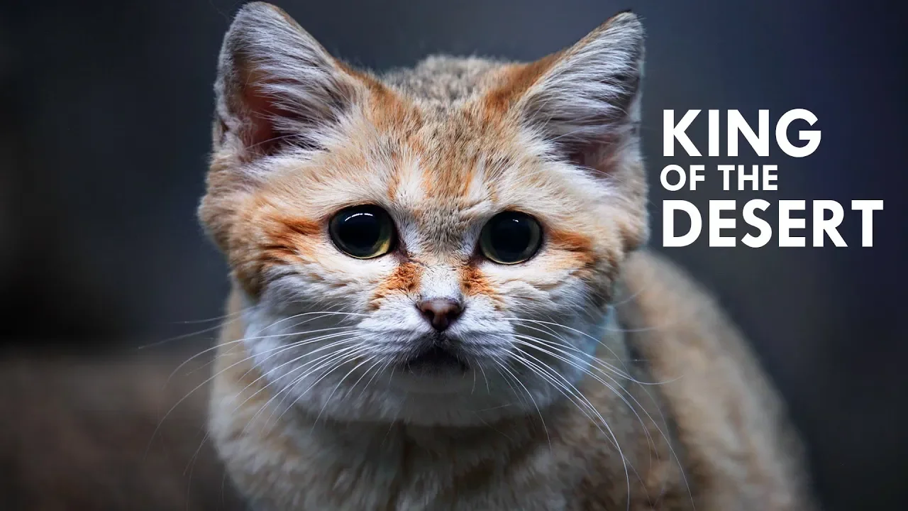 Outline Video Sand Cat: The King of the Desert