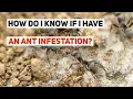 How do I know if I have an ant infestation Signs of Ant Infestations