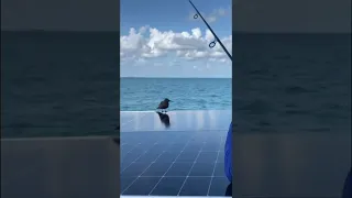 Bird hitching a ride on a sailboat #shorts #birds  #sailingbyefelicia