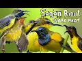 Download Lagu suara pikat sogok Otong ribut paling ampuh || pikat ampuh burung sogon ribut anti zonk