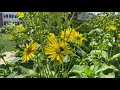 Cup Plant Silphium perfoliatum Plant Profile