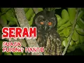 Download Lagu Bikin Merinding‼️ SUARA BURUNG HANTU PALING SERAM - anak kecil auto tidur