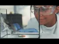 Rat Park: The Radical Experiment That Redefined Addiction