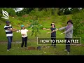 How To Plant A Tree OneMillionTrees Movement