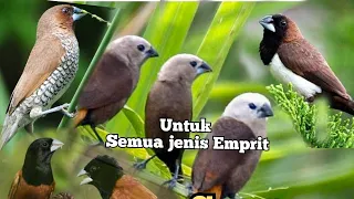 suara pikat burung pipit peking emprit