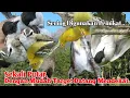 Download Lagu SUARA PIKAT,‼️ BURUNG SIRTU/CIPOH DAN KUTILANG+TRUCUKAN. ANDALAN...
