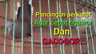 Download PANCINGAN AGAR PERKUTUT ANDA NGUWOR DAN GACOR MP3