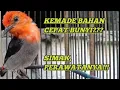 Download Lagu Perawatan harian kemade/cabean jawa ombyokan,Cepat rajin bunyi