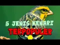 Download Lagu 5 jenis burung kenari TERPOPULER di INDONESIA