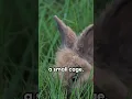 GIVE YOUR RABBIT A PERFECT LIFE BY DOING THIS